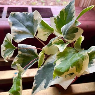 Algerian Ivy plant in Somewhere on Earth