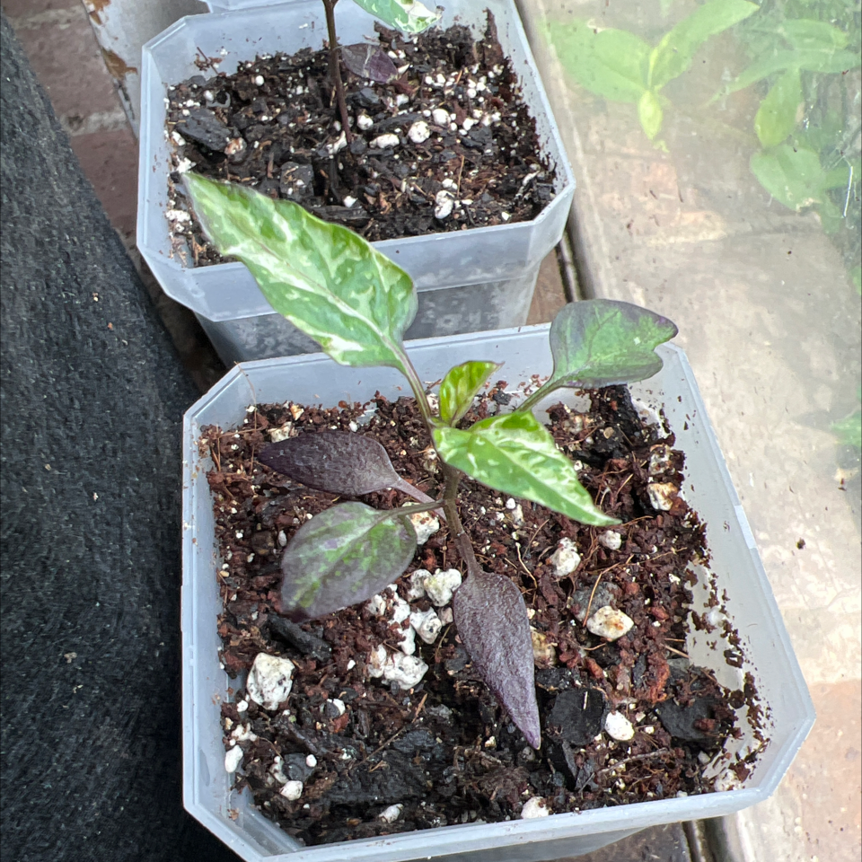 Two small potted Ornamental Pepper plants with variegated leaves and visible soil.