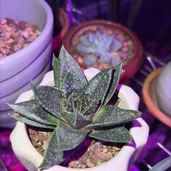 Aristaloe plant