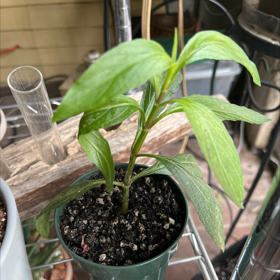 Young Mexican Bluebell plant in a small pot with healthy green leaves.