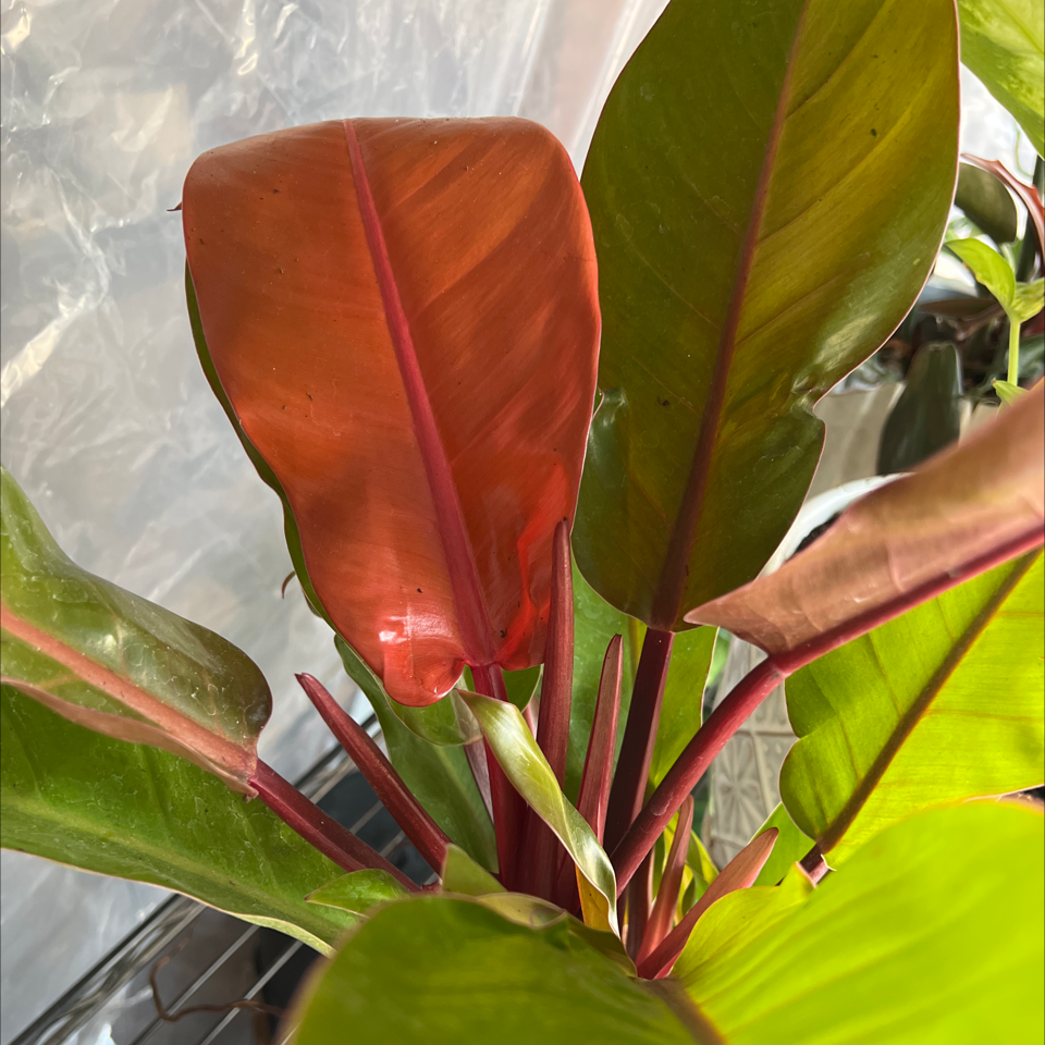 Photo of the plant species Philodendron Prince of Orange by @PlantHobby named Grand - keeper -Philodendron Prince of Orange on Greg, the plant care app