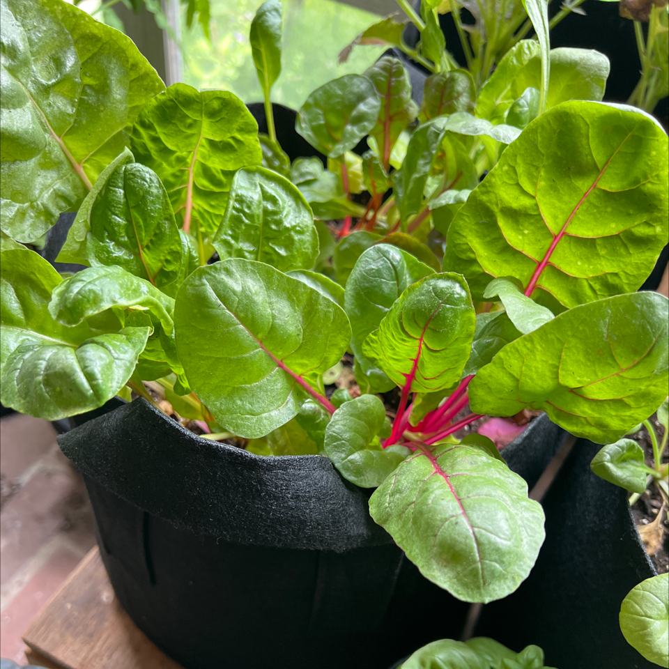 Healthy Common Beet plant with green leaves and red stems in a black pot.