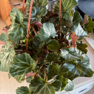 Strawberry Begonia plant in Somewhere on Earth