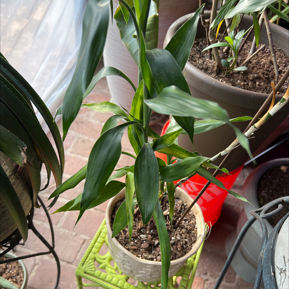 Healthy Bamboo Palm in a pot with visible soil, well-framed and in focus.