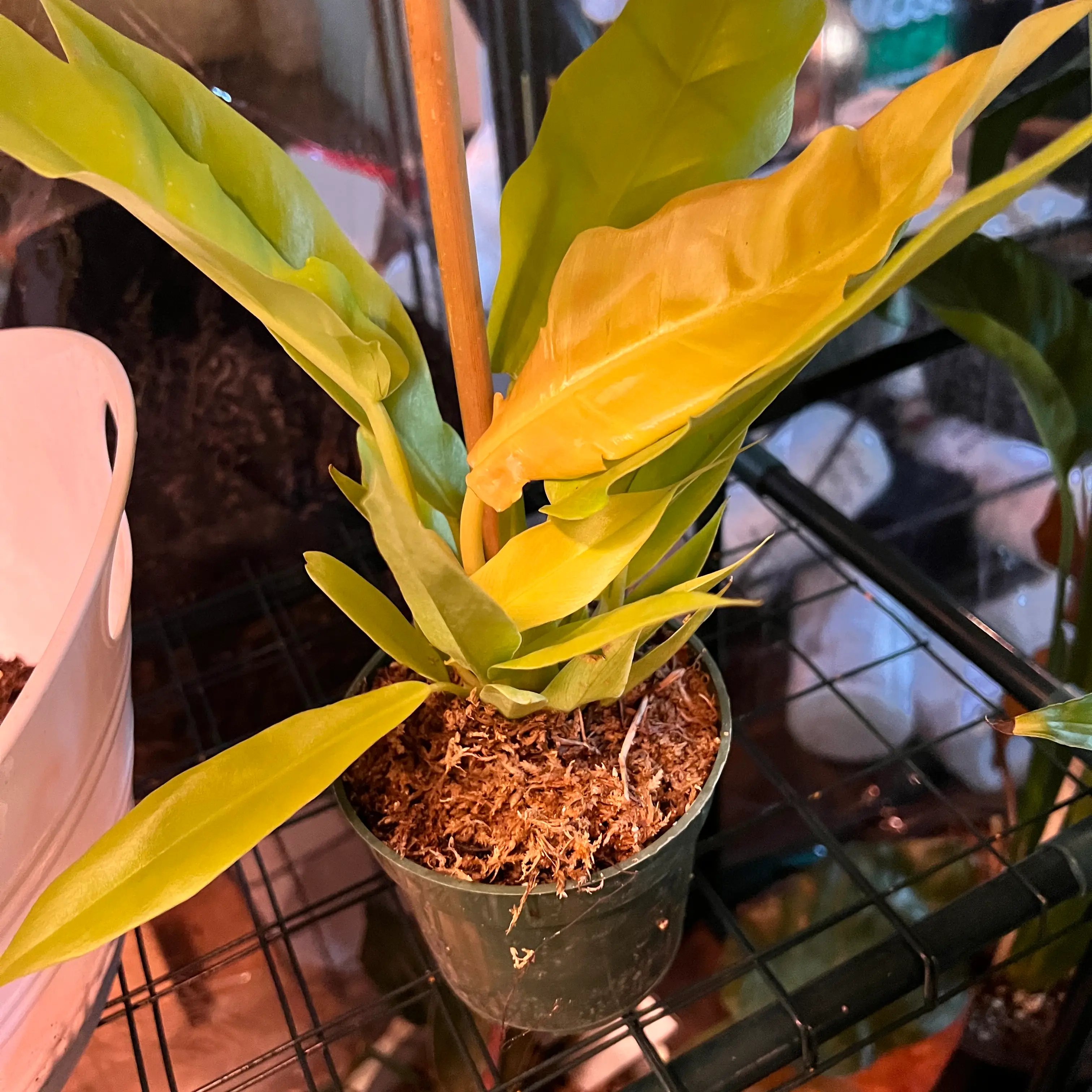 Potted Golden Crocodile plant with some yellowing leaves on a wire shelf.