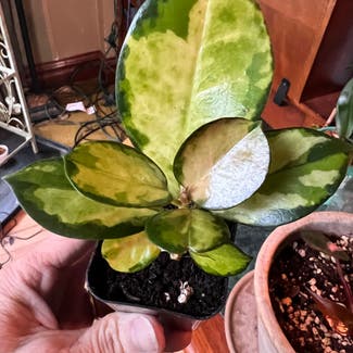 Hoya 'Lisa' plant in Somewhere on Earth