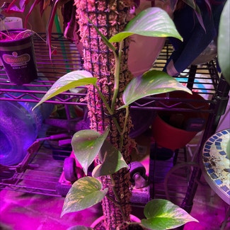 Hawaiian Pothos plant in Somewhere on Earth