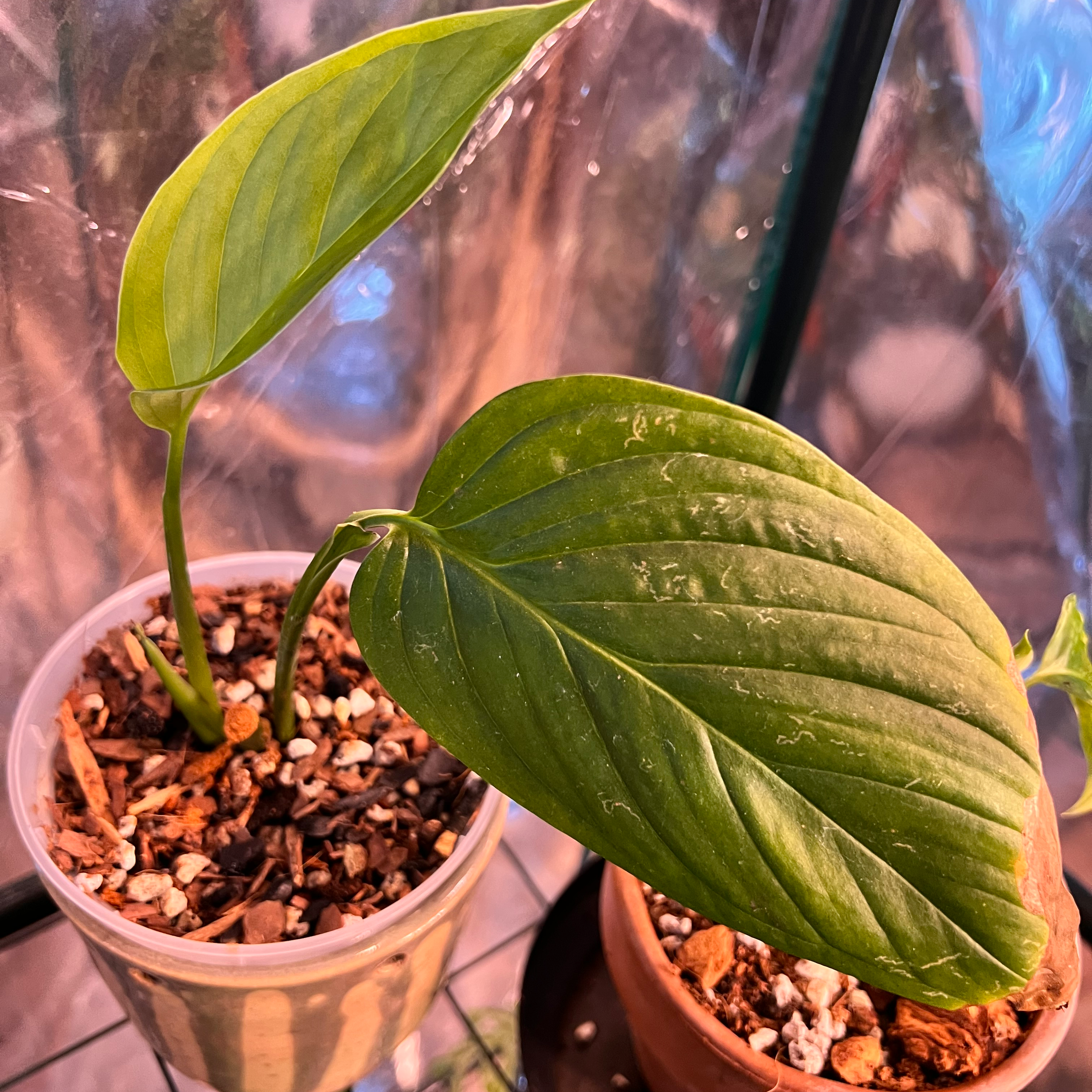 Monstera lechleriana plant with two healthy leaves in a pot with visible soil.