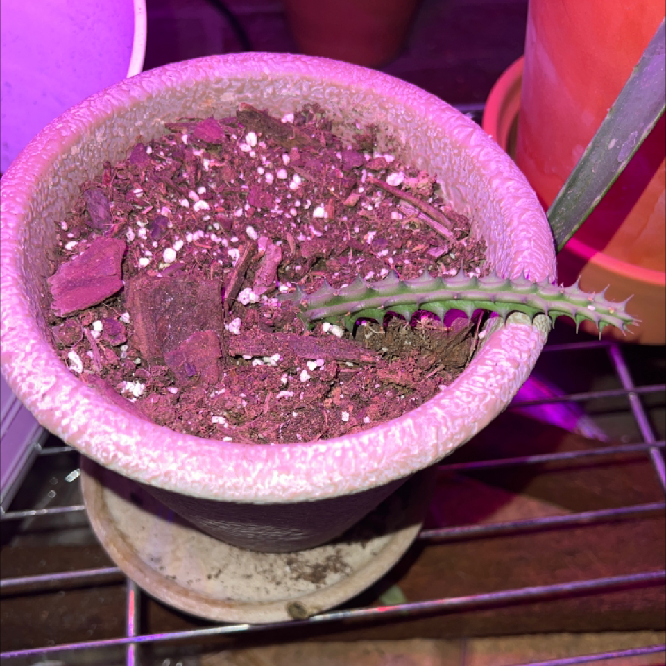 Potted Medusa's Head plant with a single green stem under artificial lighting.
