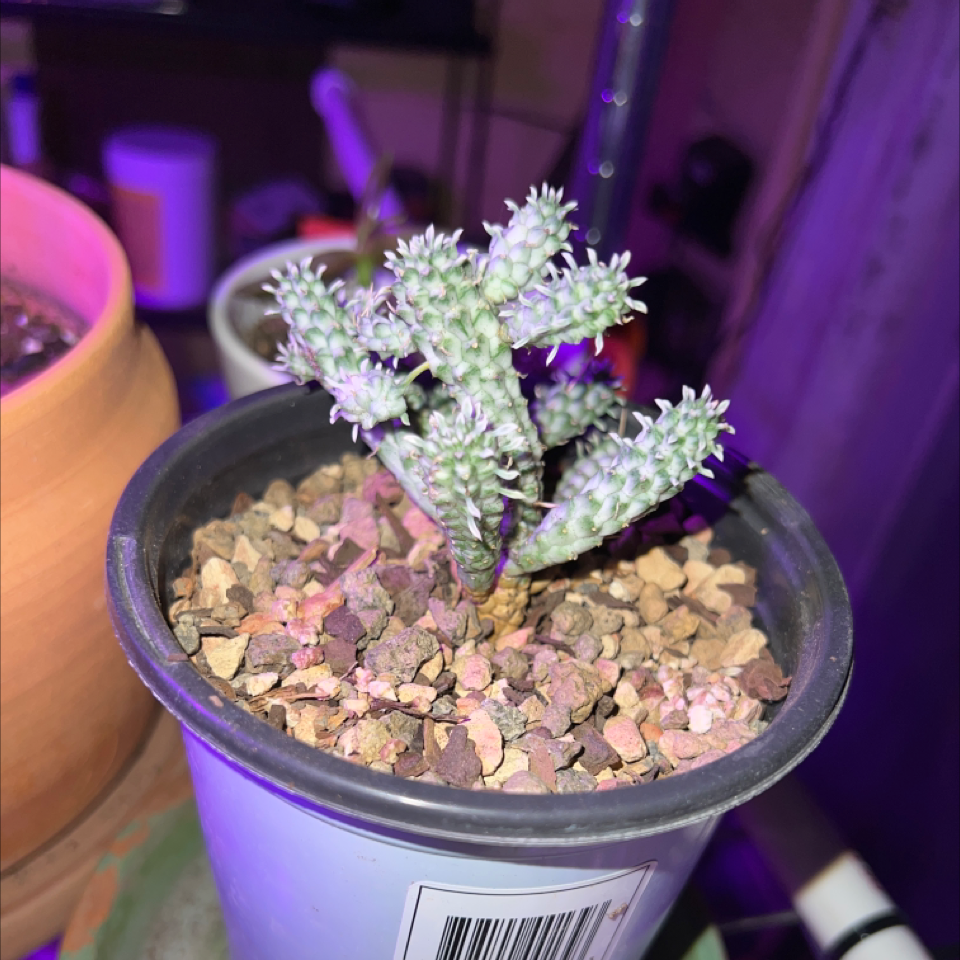 Corncob Cactus in a small pot with rocky soil, healthy and well-focused.