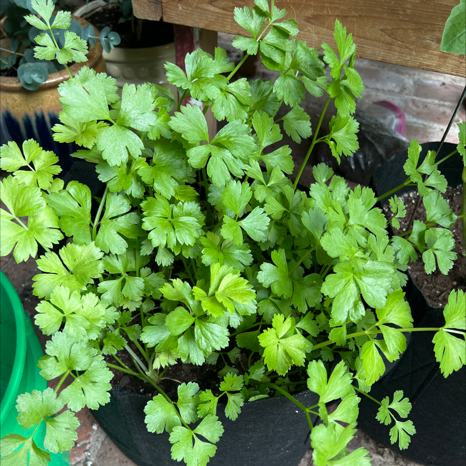 Healthy Leaf Celery plant with vibrant green leaves in a pot.