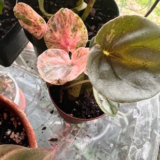 Peperomia Pink Lady plant in Somewhere on Earth