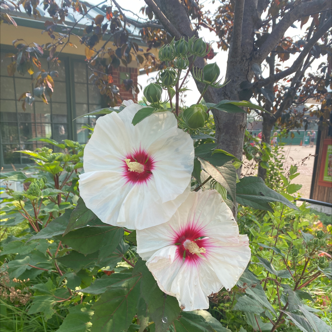 Crimsoneyed Rosemallow with two white flowers with red centers, healthy foliage.