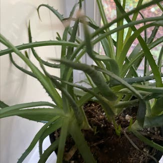 Aloe vera plant in Carrboro, North Carolina