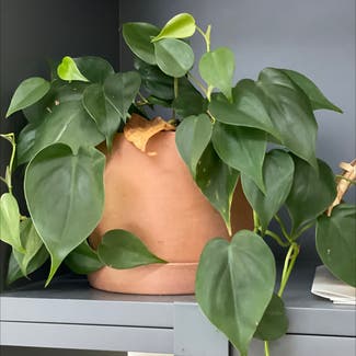 Heartleaf Philodendron plant in Carrboro, North Carolina