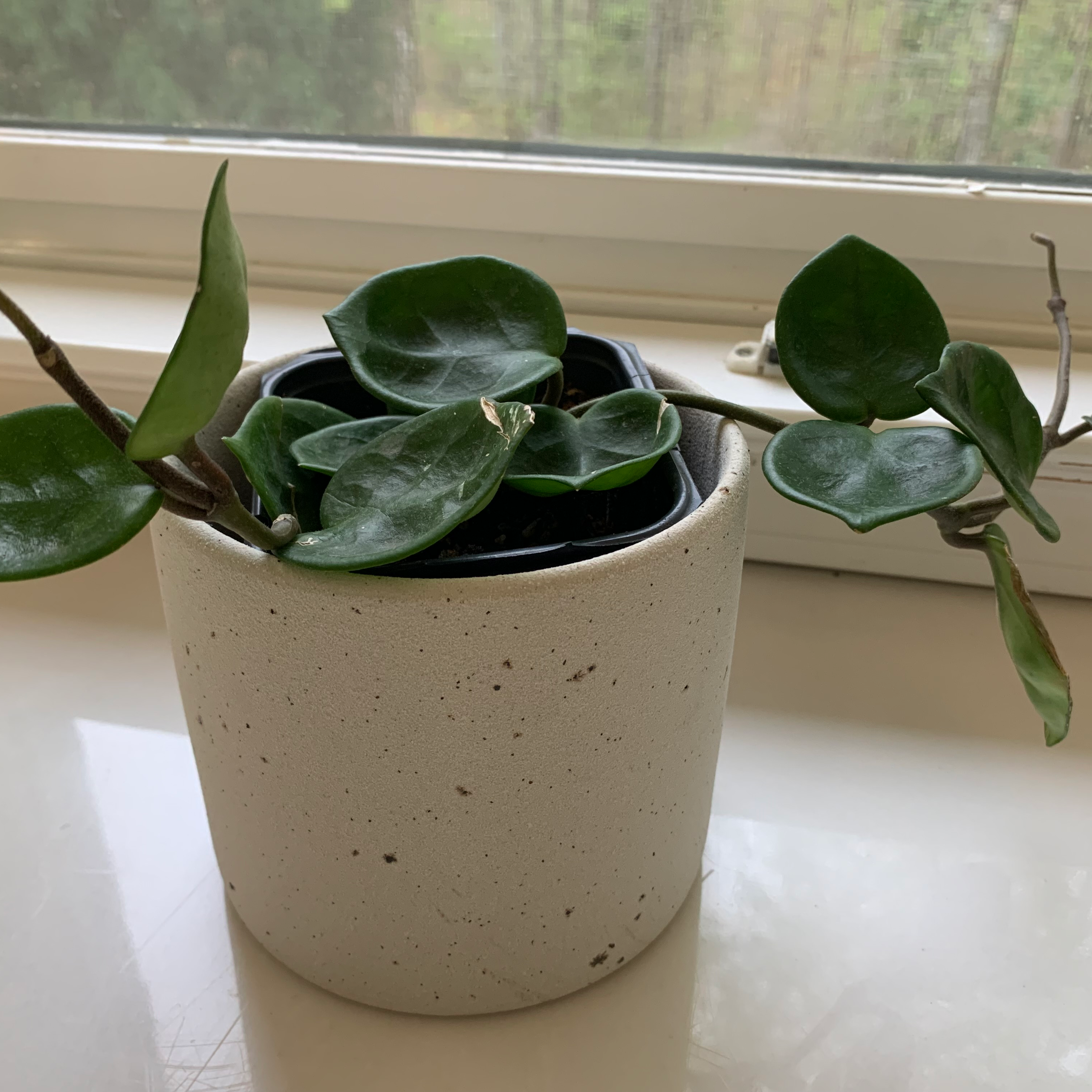 Potted Chelsea Hoya plant with thick, waxy leaves on a window sill.