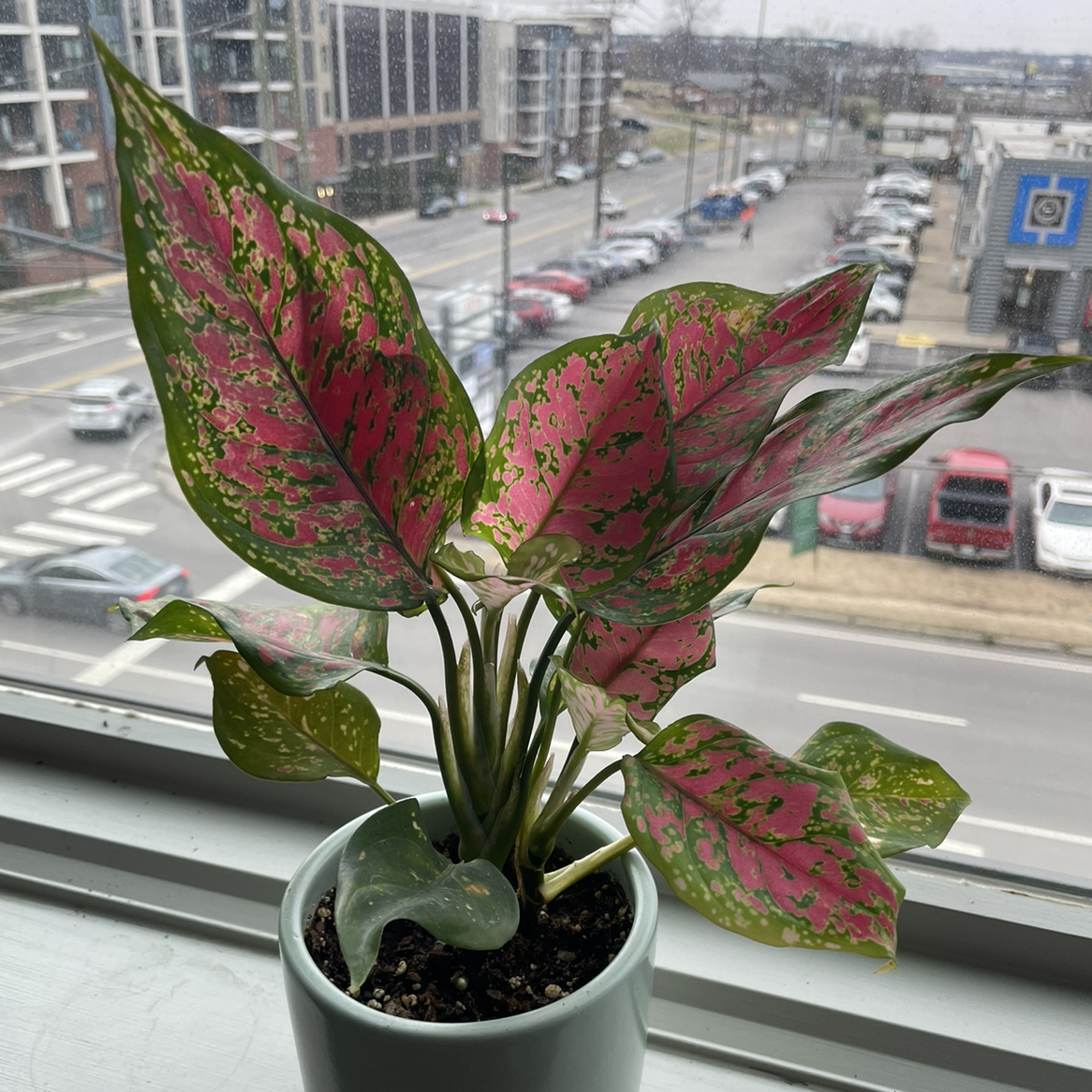 Chinese Evergreen 'Wishes' plant with vibrant pink and green leaves on a windowsill.