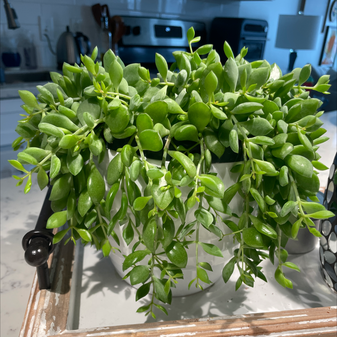 Healthy String of Raindrops plant in a white pot with vibrant green leaves in a kitchen setting.