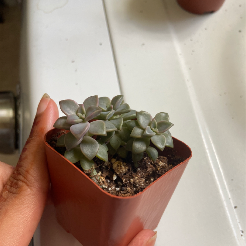 Echeveria 'Morning Beauty' succulent in a brown pot, held by a hand.