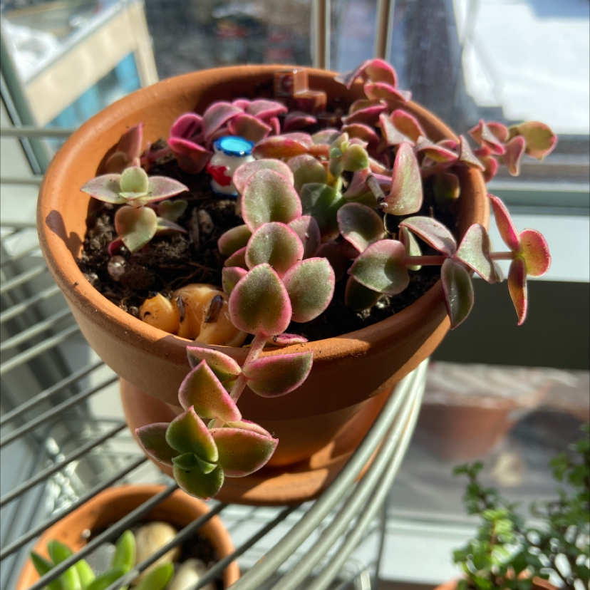 A potted Crassula Pellucida succulent plant with heart-shaped green, pink and purple leaves, showing some yellowing at the base.