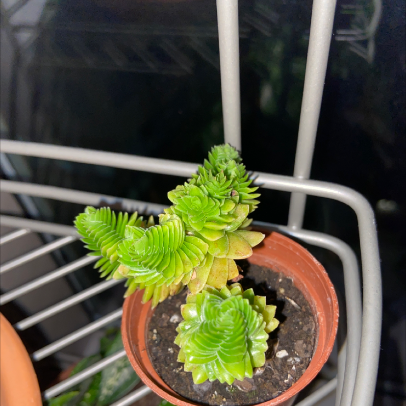 Pagoda Mini Jade plant in a small pot with some yellowing leaves, visible soil.