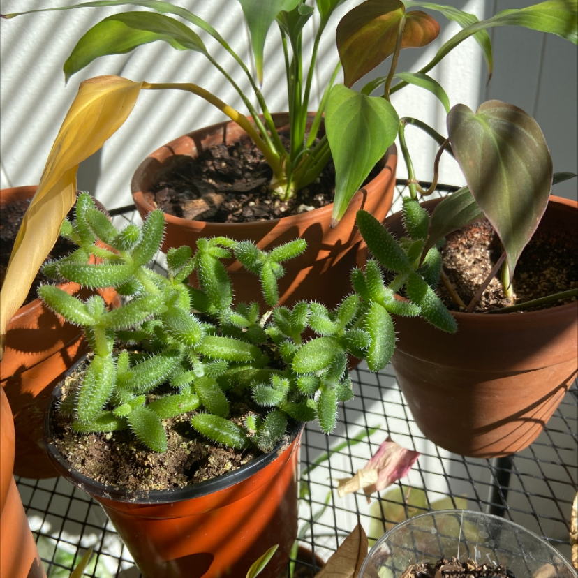 Pickle Plant in a pot on a wire shelf with other potted plants, well-lit and healthy.