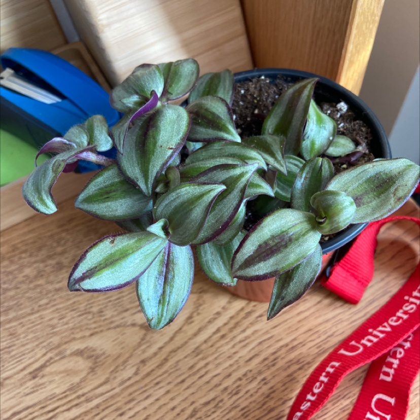 Spiderwort plant photo by @maishaf named silver inch plant on Greg, the plant care app.