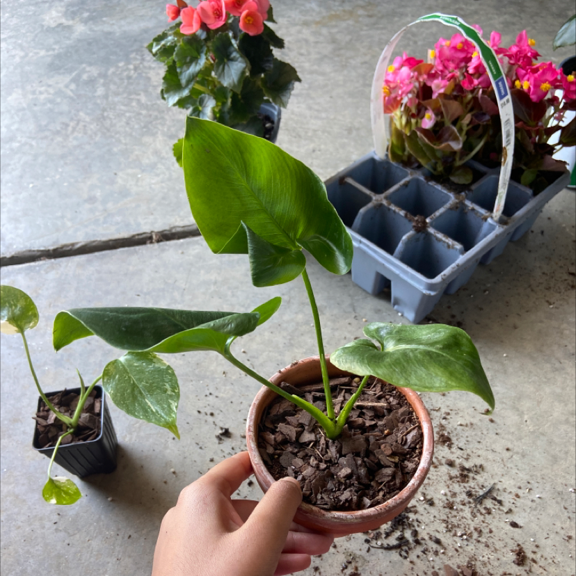 Potted Thaumatophyllum spruceanum plant with green leaves, held by a hand. Other plants in the background.