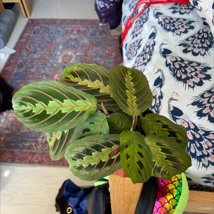 Goeppertia majestica plant with vibrant green leaves and red veins, healthy appearance.