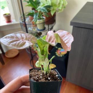 Pink Syngonium plant in Somewhere on Earth