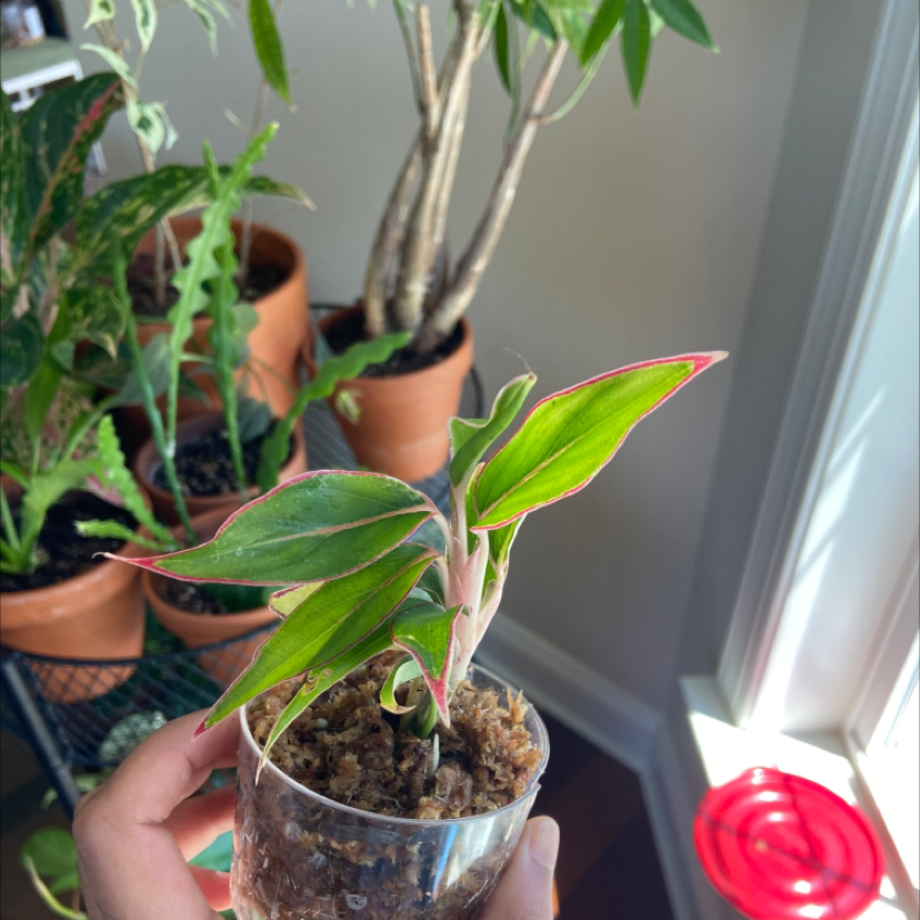 Red Siam Aurora Aglaonema plant in a clear container, held by a hand, with other potted plants in the background.