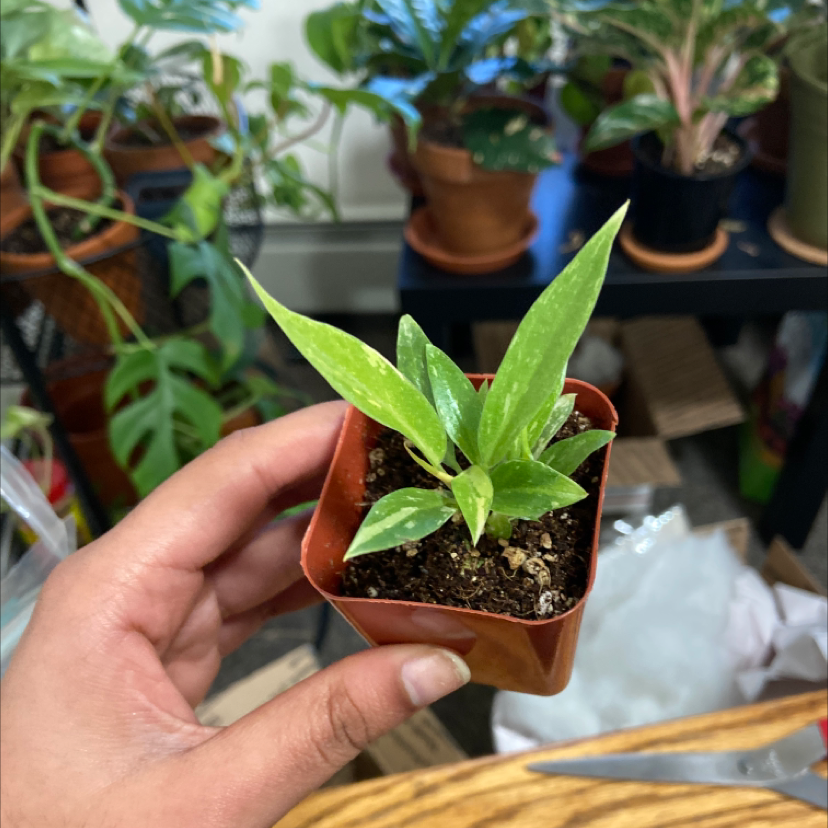 Philodendron 'Ring of Fire' plant in a small pot held by a hand, with visible soil.