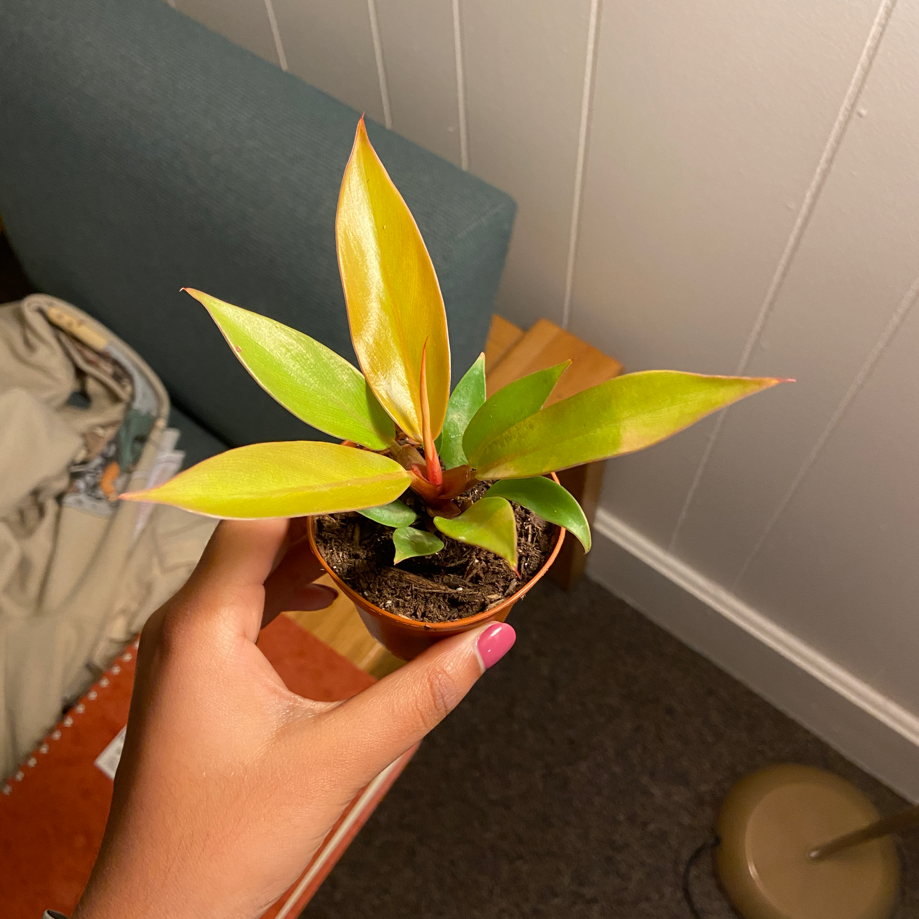 Philodendron Prince of Orange plant held by a hand, with vibrant green and orange leaves.