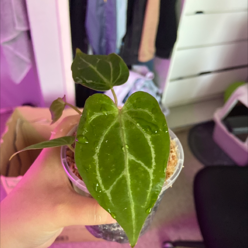 Crystal Anthurium plant with vibrant green leaves and white veins, held by a hand.