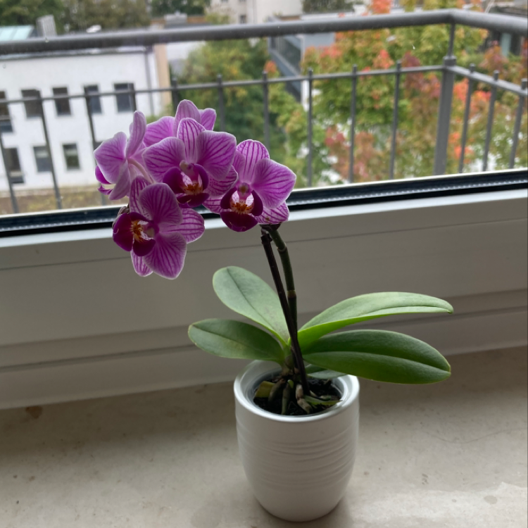 Photo of the plant species Aphrodite's Phalaenopsis by @larabircak named Petrushka￼ on Greg, the plant care app