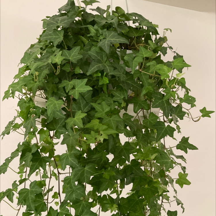 Photo of the plant species English Ivy by @Lucinda named Your plant on Greg, the plant care app