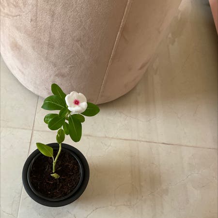 Photo of the plant species Rose Periwinkle by Lucinda named Your plant on Greg, the plant care app