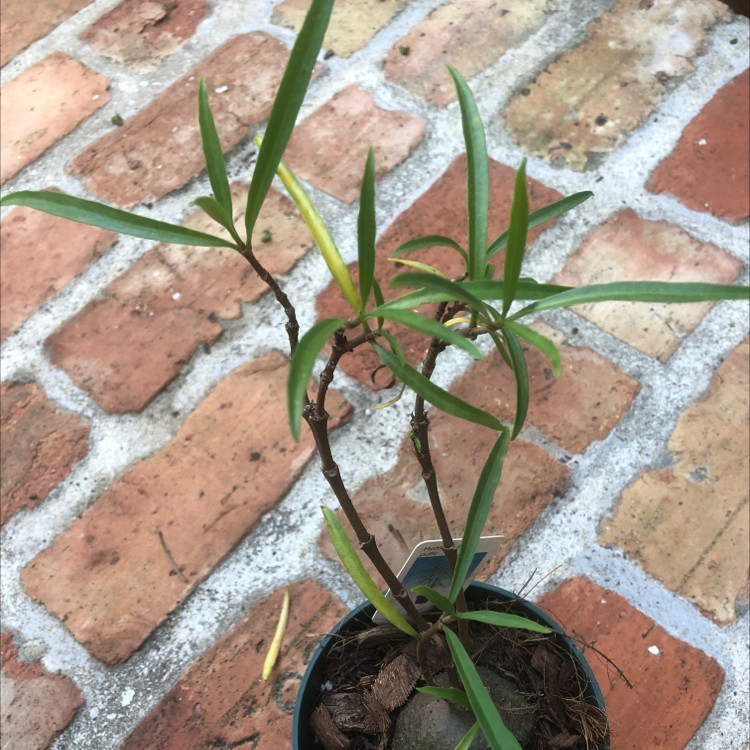Photo of the plant species Ant Plant by Emily named Ant plant 2 on Greg, the plant care app