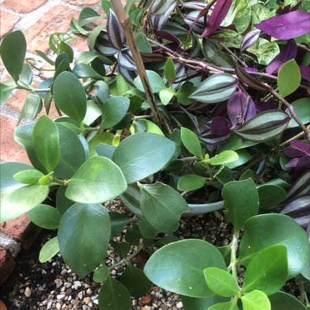 Photo of the plant species Hydnophytum Papuanum by Emily named Ant plant 1 on Greg, the plant care app