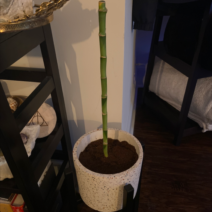 A single stalk of Common Bamboo in a pot with visible soil.
