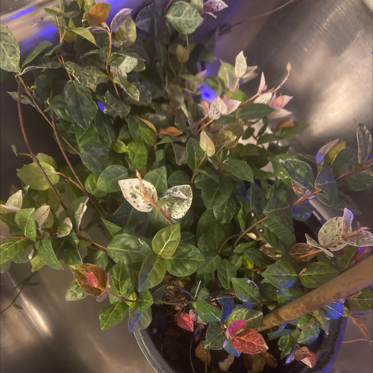 Asian Jasmine plant with variegated leaves in a pot, placed in a sink.