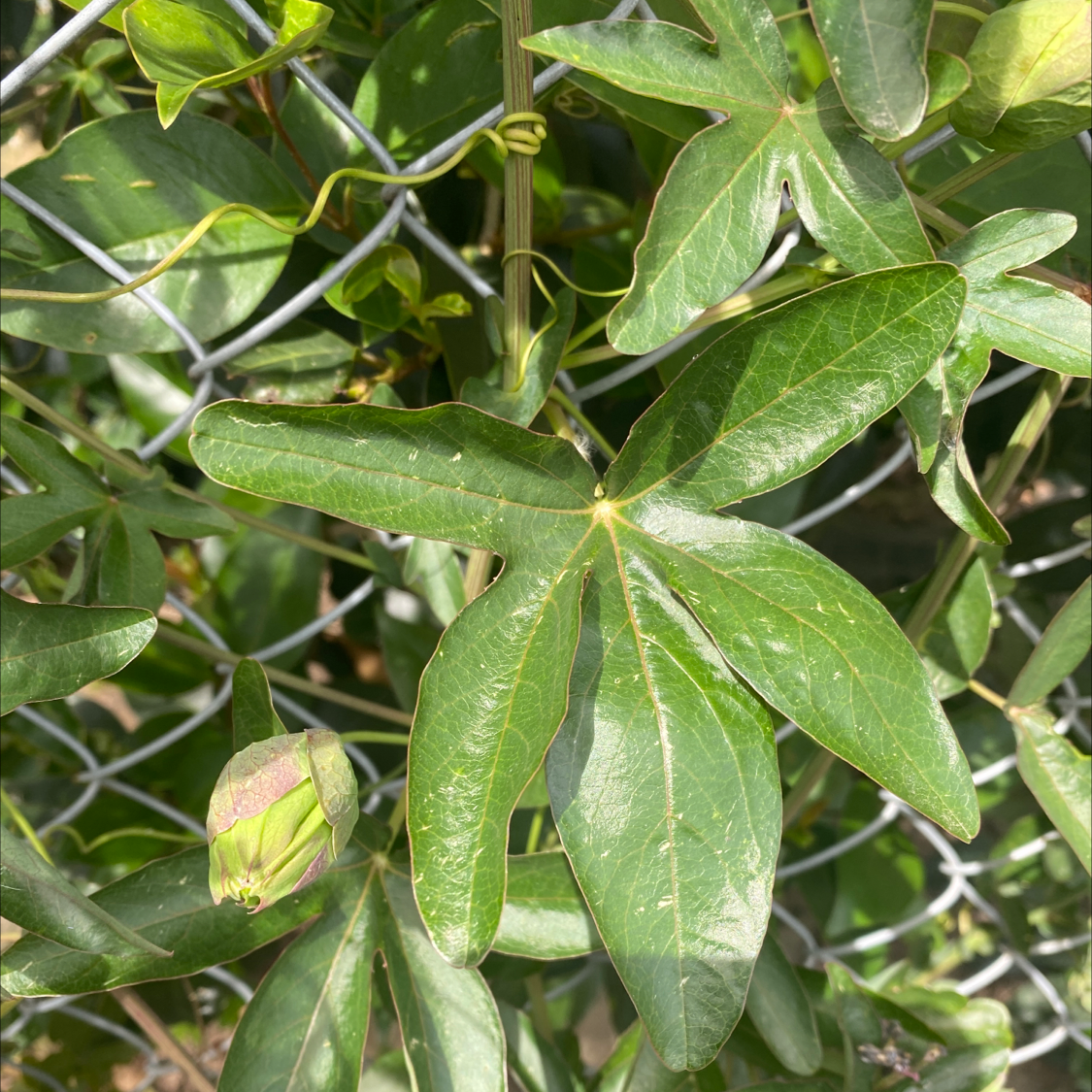 Bluecrown Passionflower plant with green leaves and a flower bud climbing on a fence.