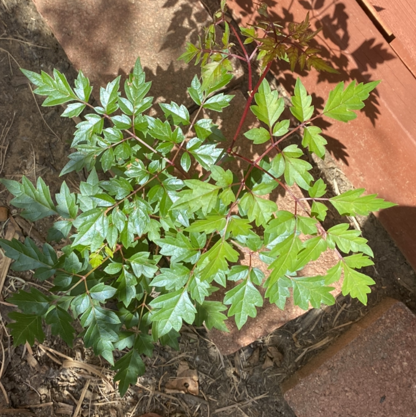 Photo of the plant species pepper vine by Emma named Your plant on Greg, the plant care app