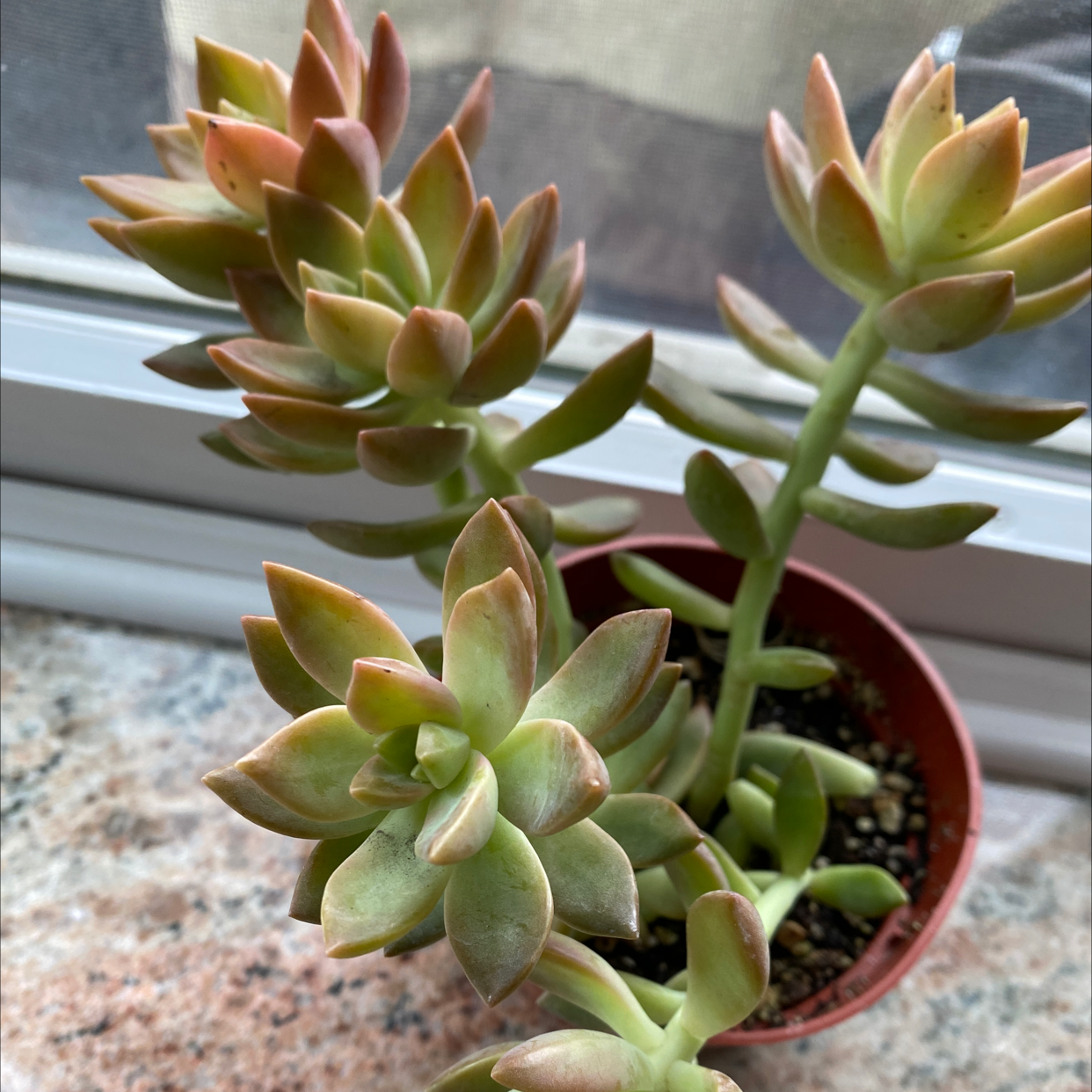 Graptosedum 'California Sunset' plant in a pot on a windowsill, healthy with no visible issues.