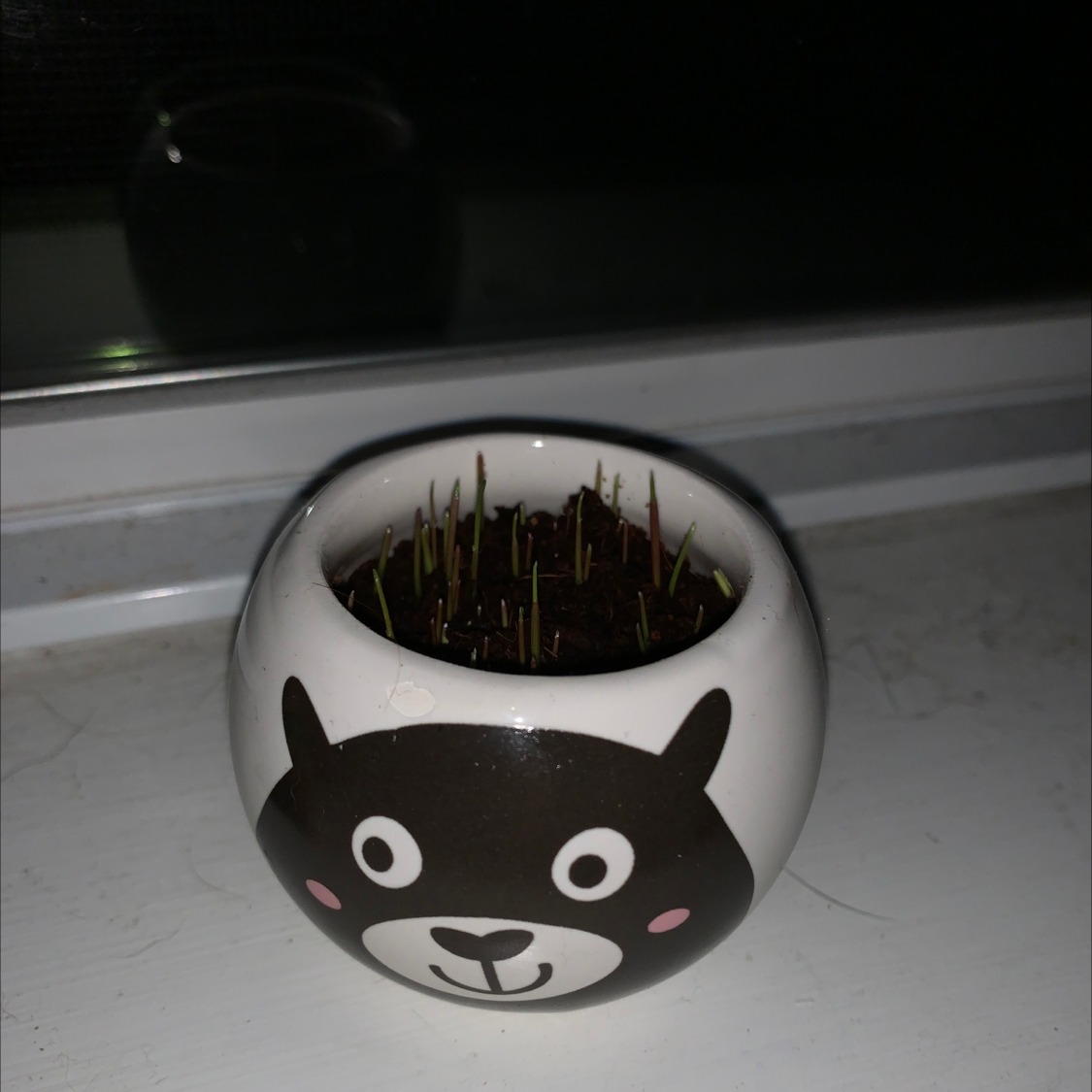Small pot with young Orchard Grass sprouts on a windowsill.
