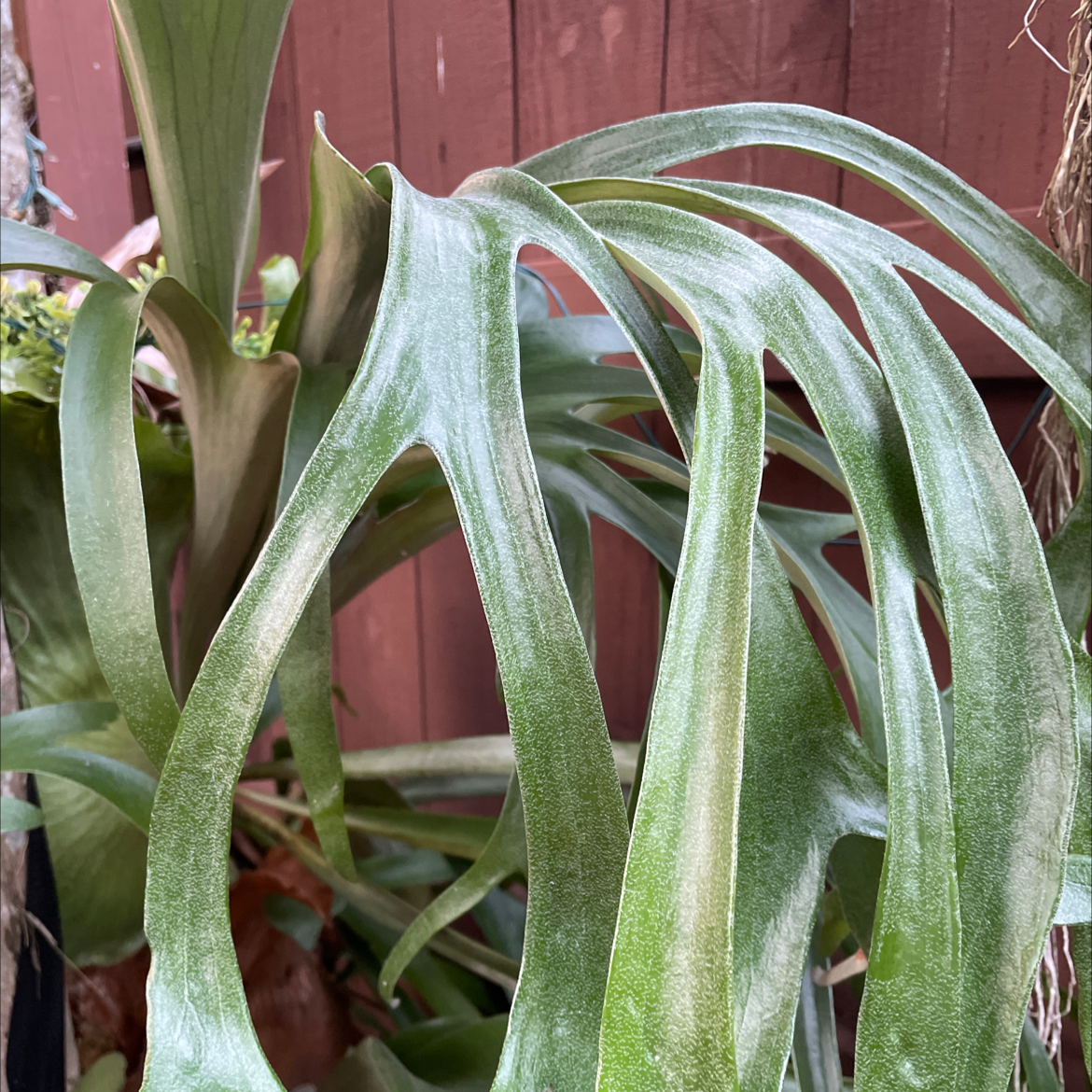 Close-up of a healthy Elkhorn Fern with green fronds.