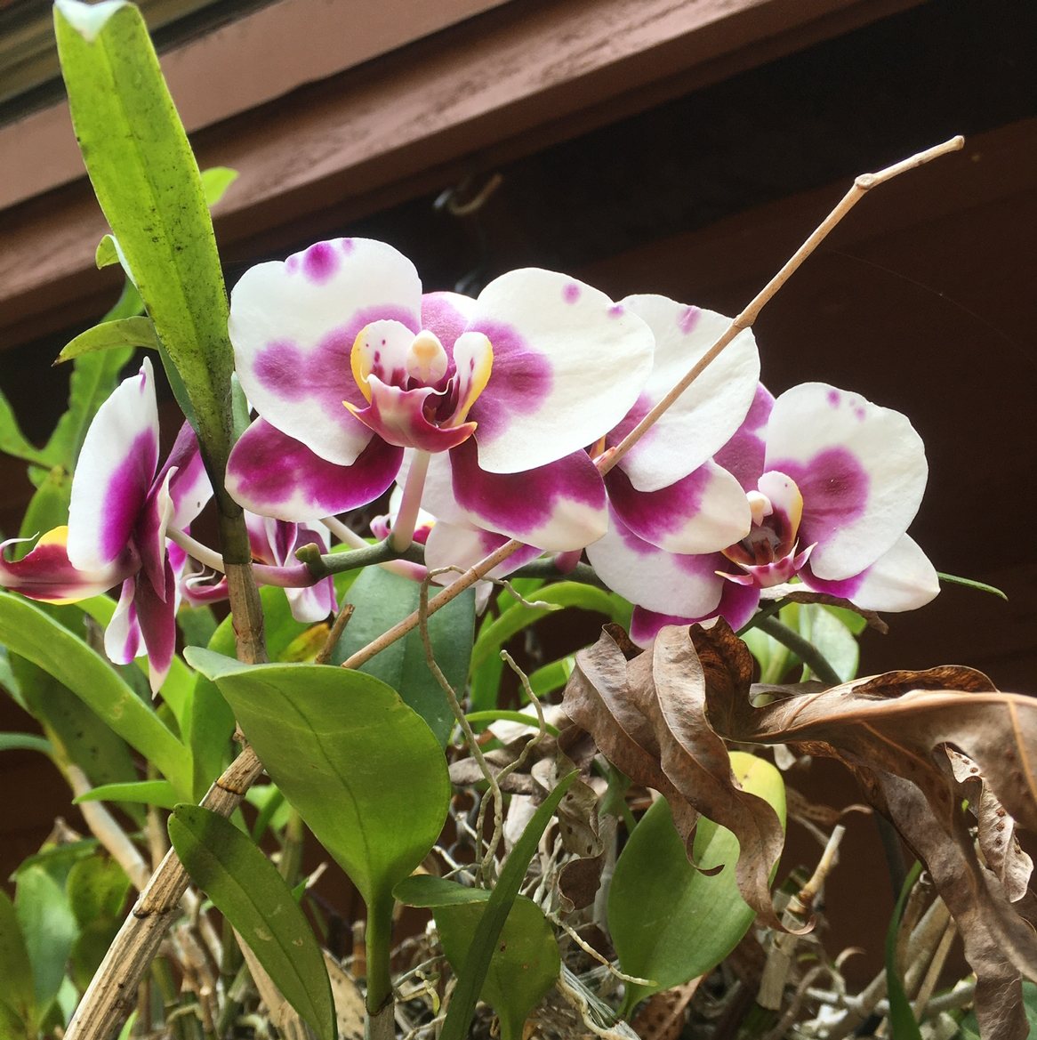 Moon Orchid with blooming flowers and some browning leaves.