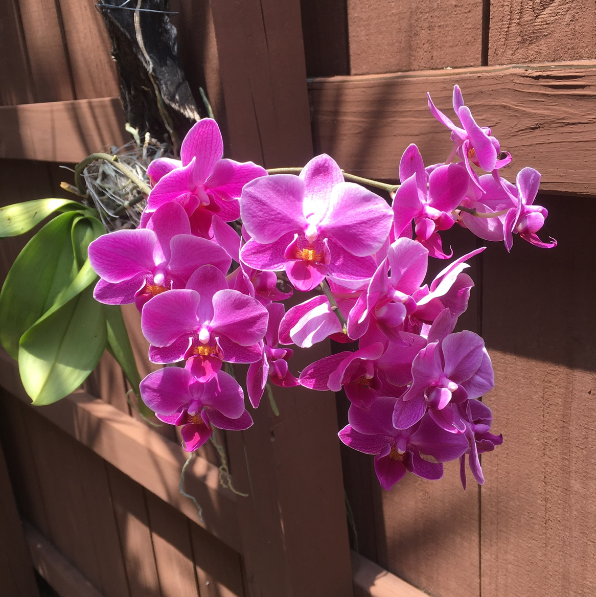 Moon Orchid with vibrant pink flowers against a wooden fence.