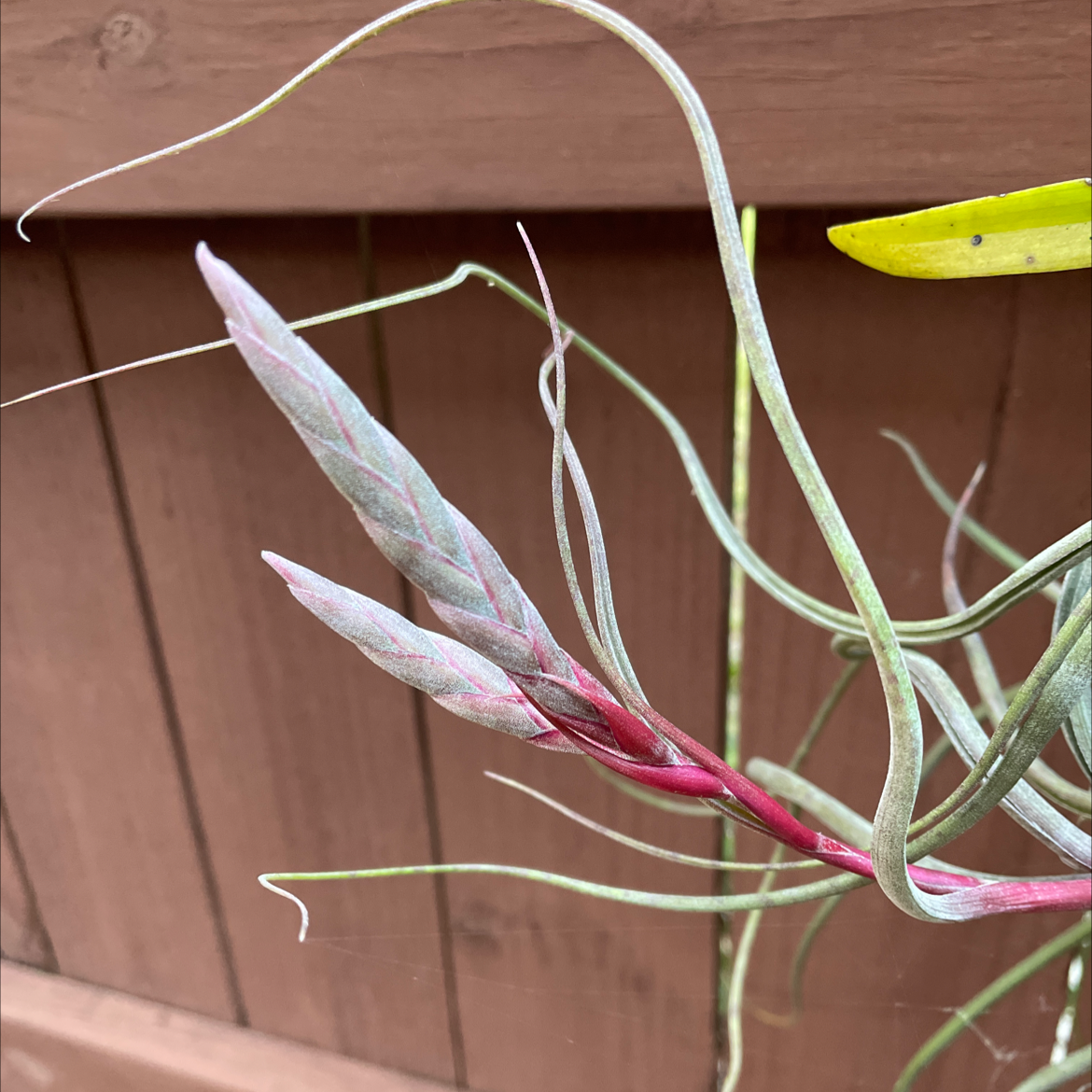 Medusa Head Air Plant with twisting leaves and a reddish stem against a wooden background.