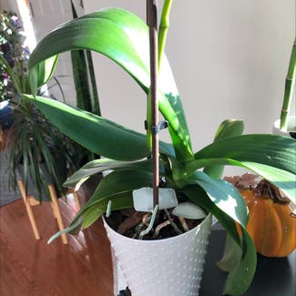 Phalaenopsis Orchid plant in McDonald, Pennsylvania
